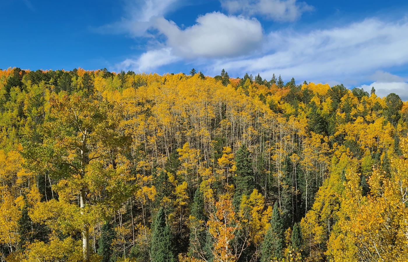 Fall aspen color along the Highway 67 drive toward Cripple Creek